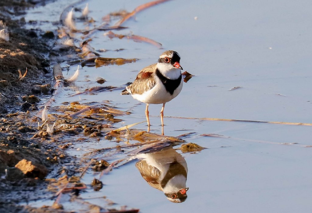 Black-fronted Dotterel