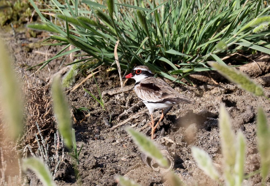 Black-fronted Dotterel