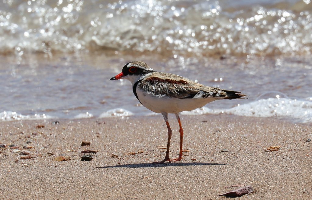 Black-fronted Dotterel
