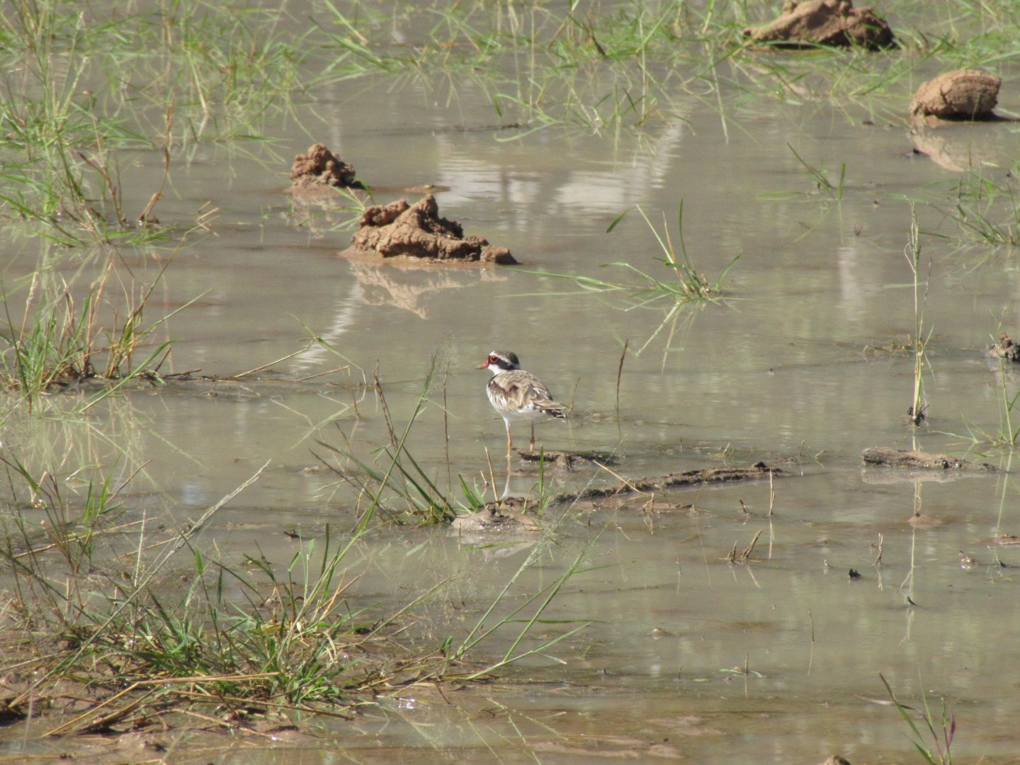 Black-fronted Dotterel