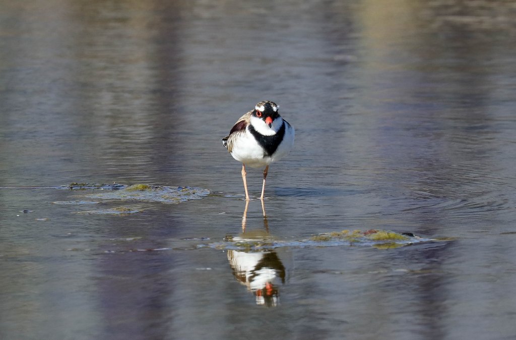 Black-fronted Dotterel