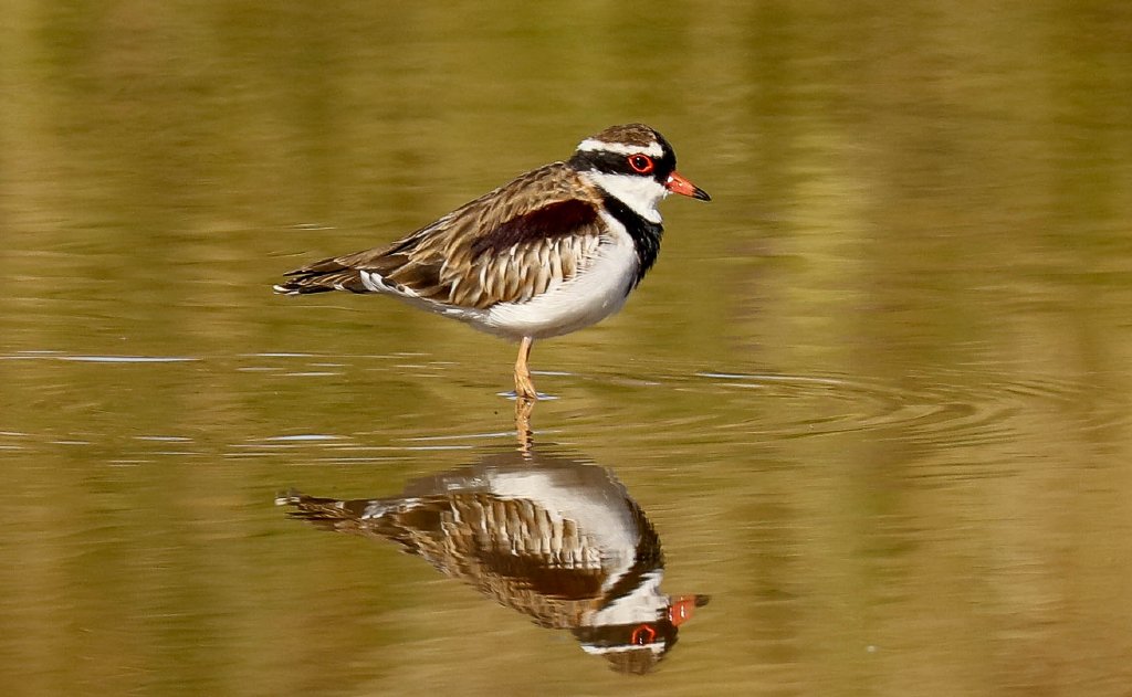Black-fronted Dotterel