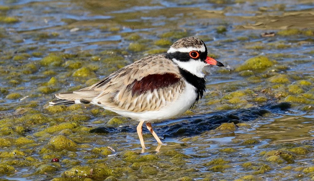 Black-fronted Dotterel