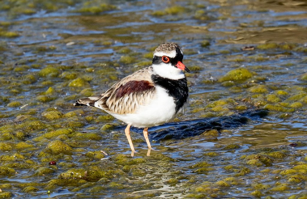 Black-fronted Dotterel