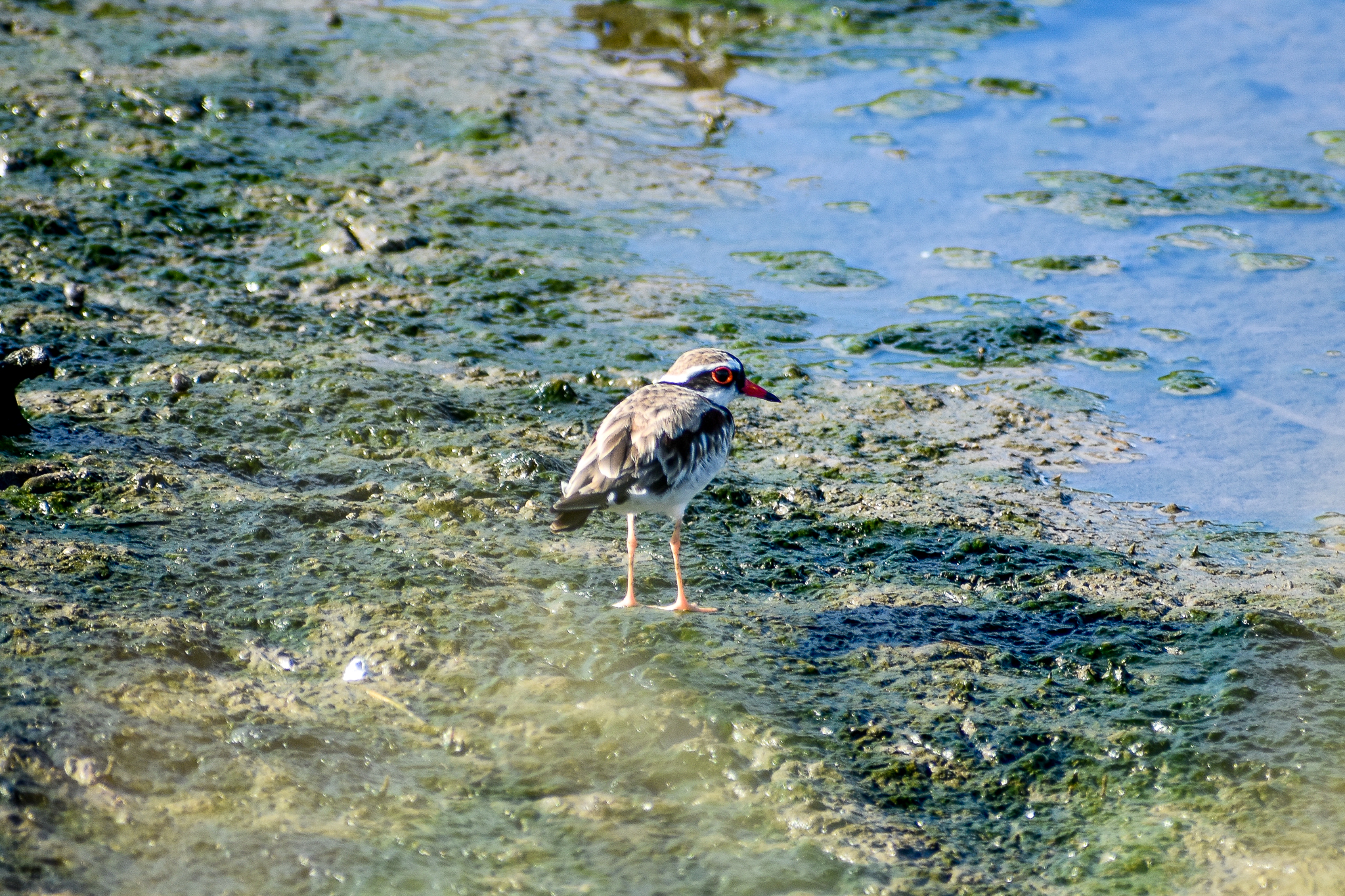 Black-fronted Dotterel