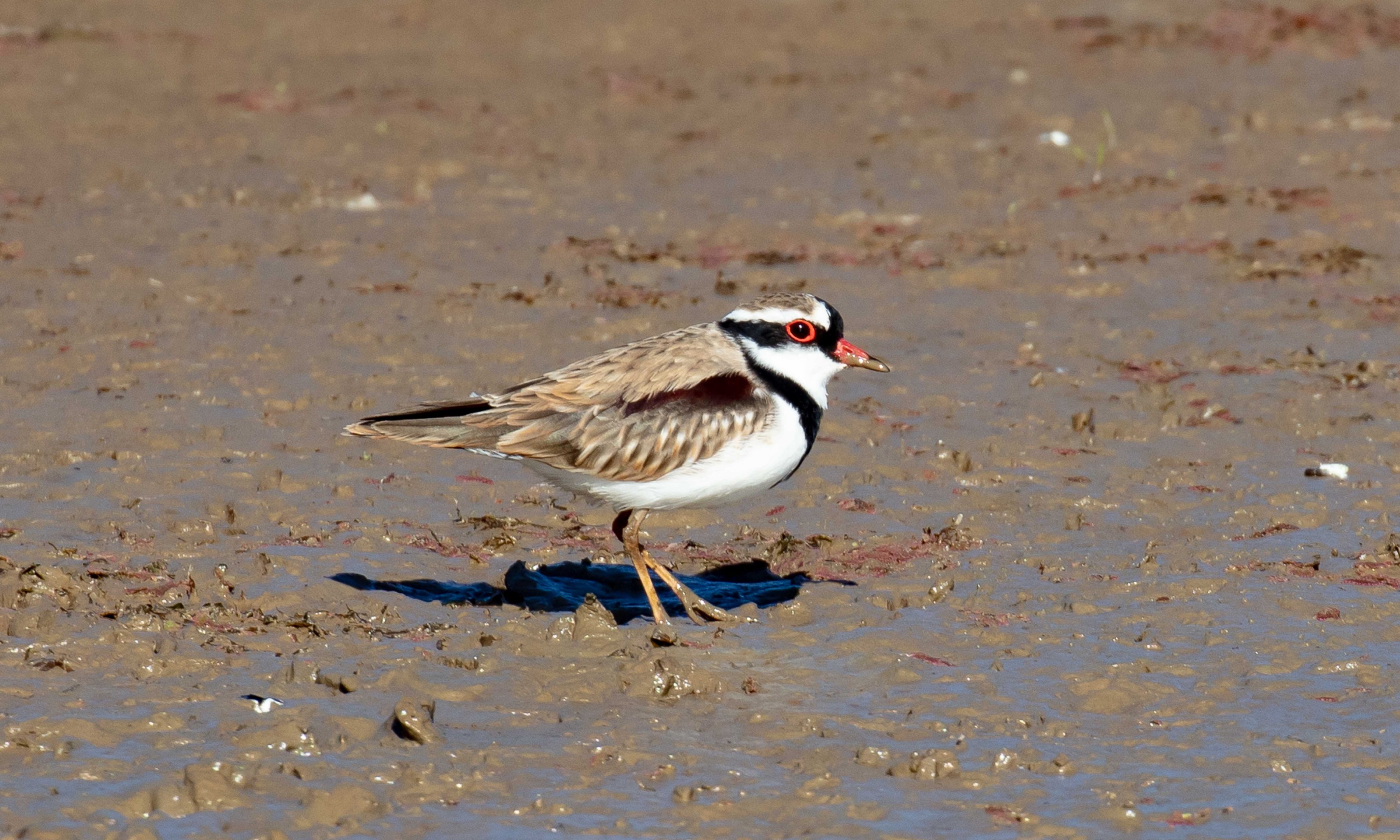 Black-fronted Dotterel