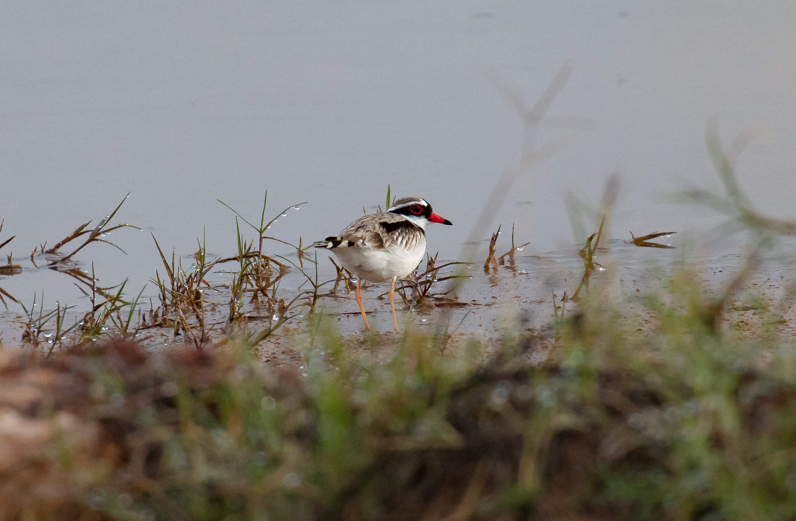 Black-fronted Dotterel