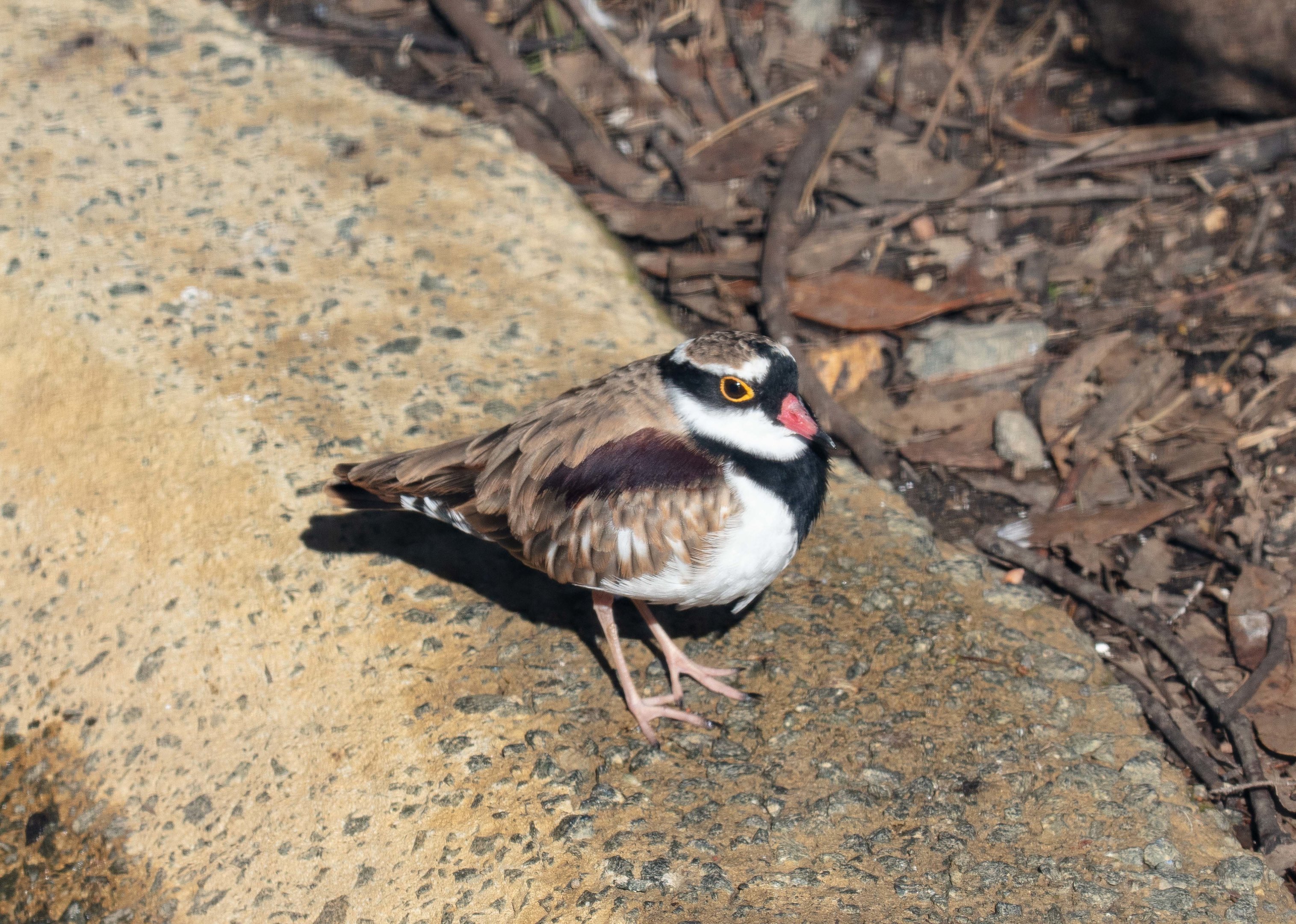 Black-fronted Dotterel