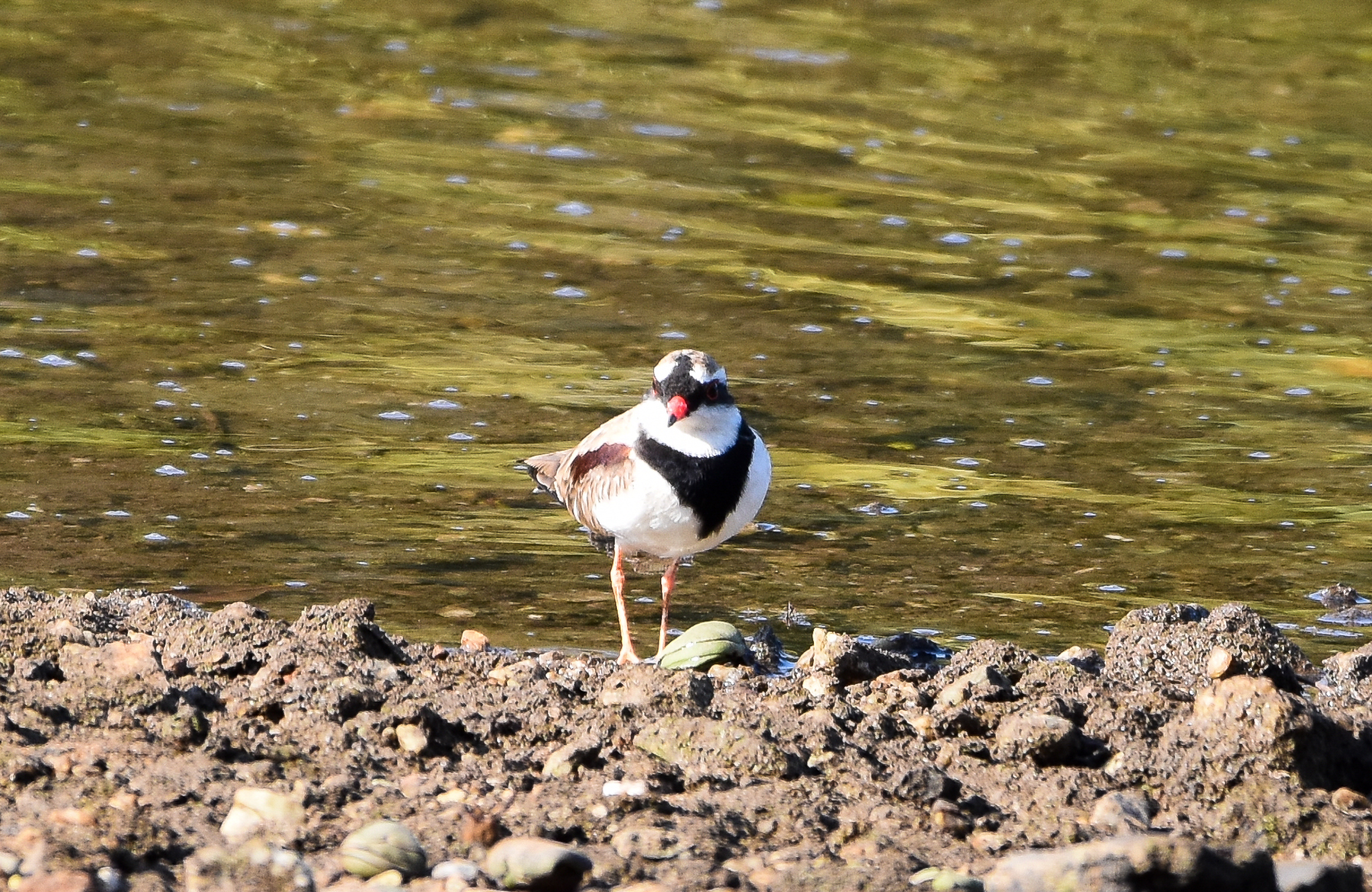 Black-fronted Dotterel