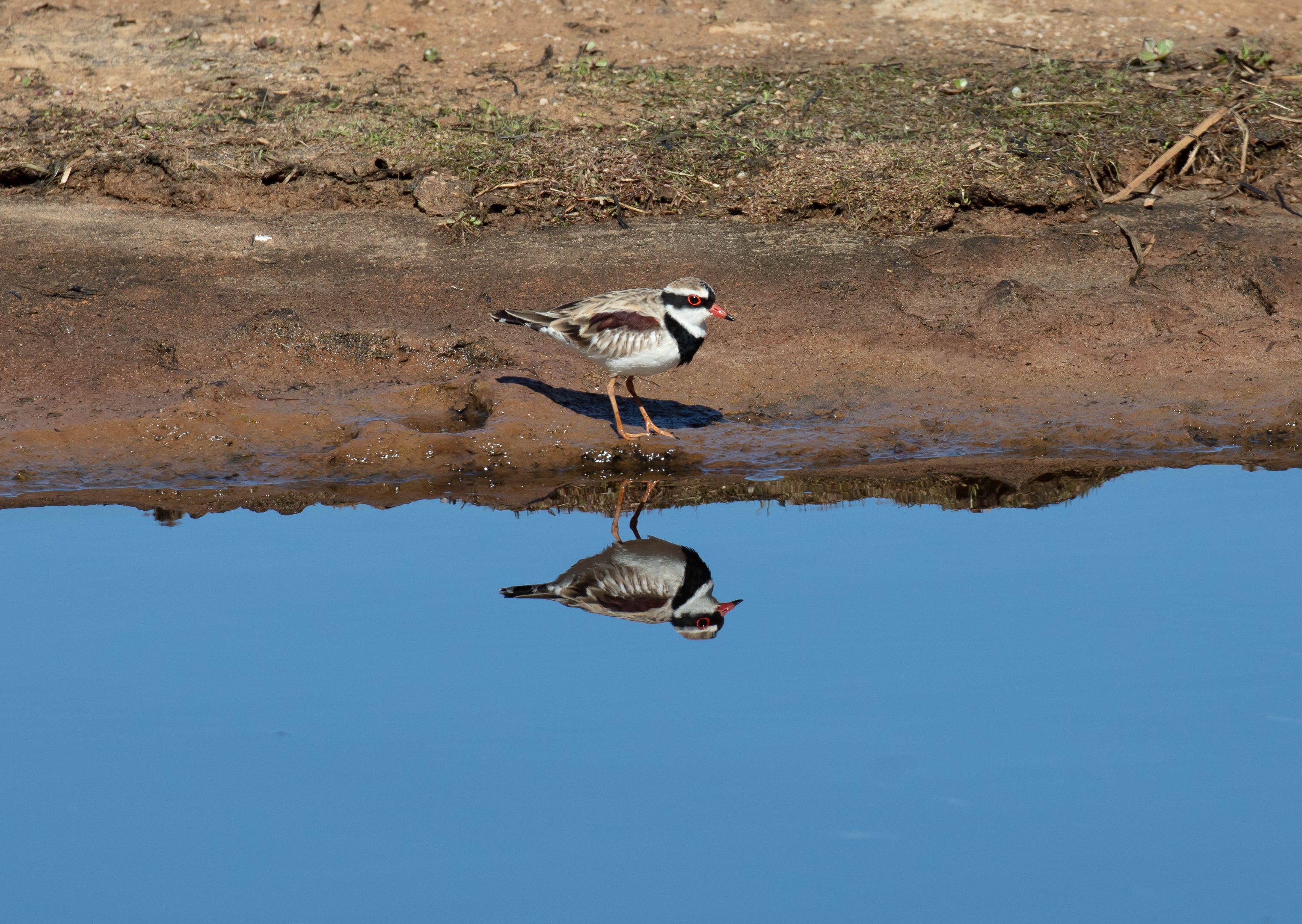 Black-fronted Dotterel