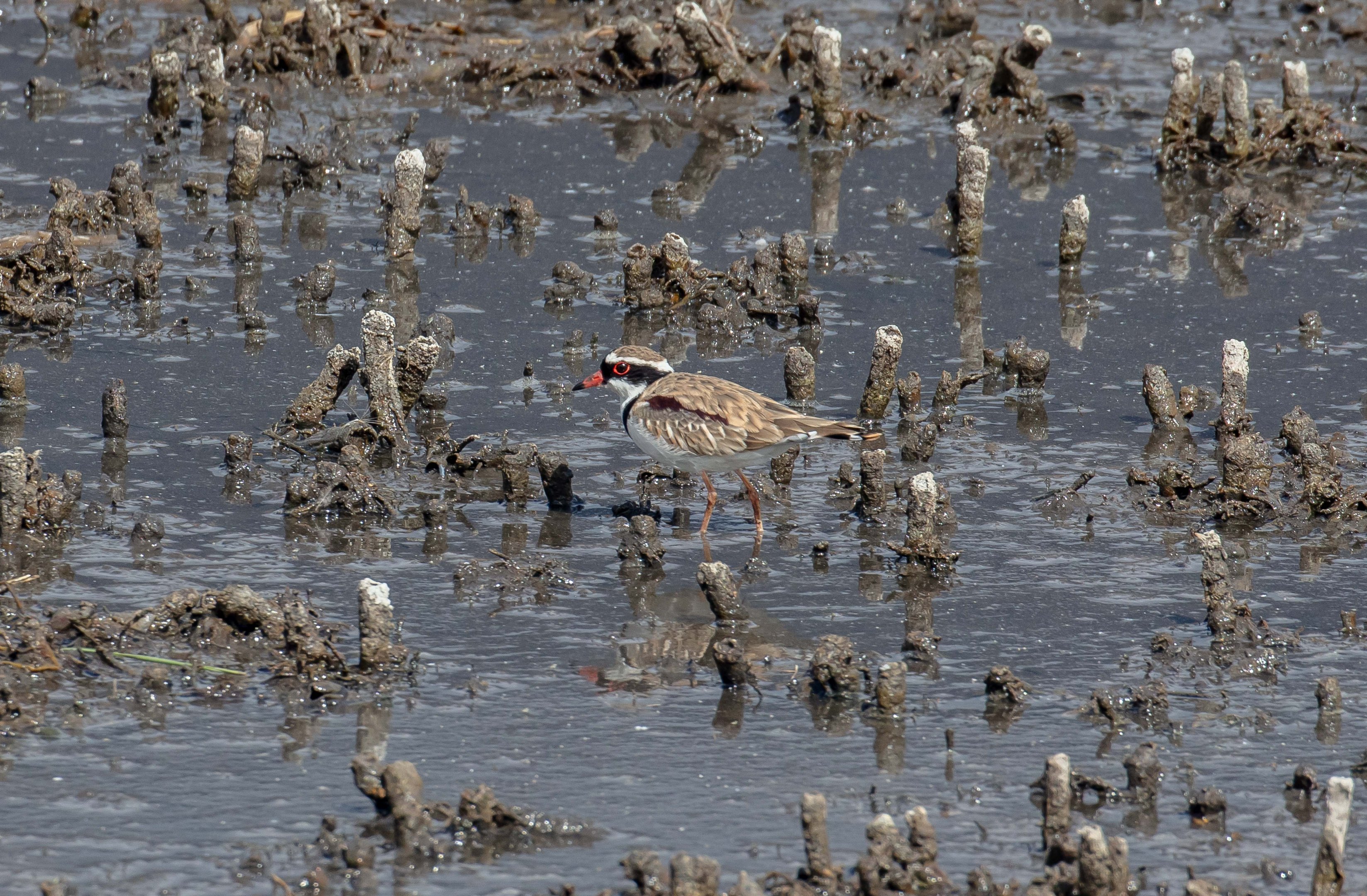 Black-fronted Dotterel