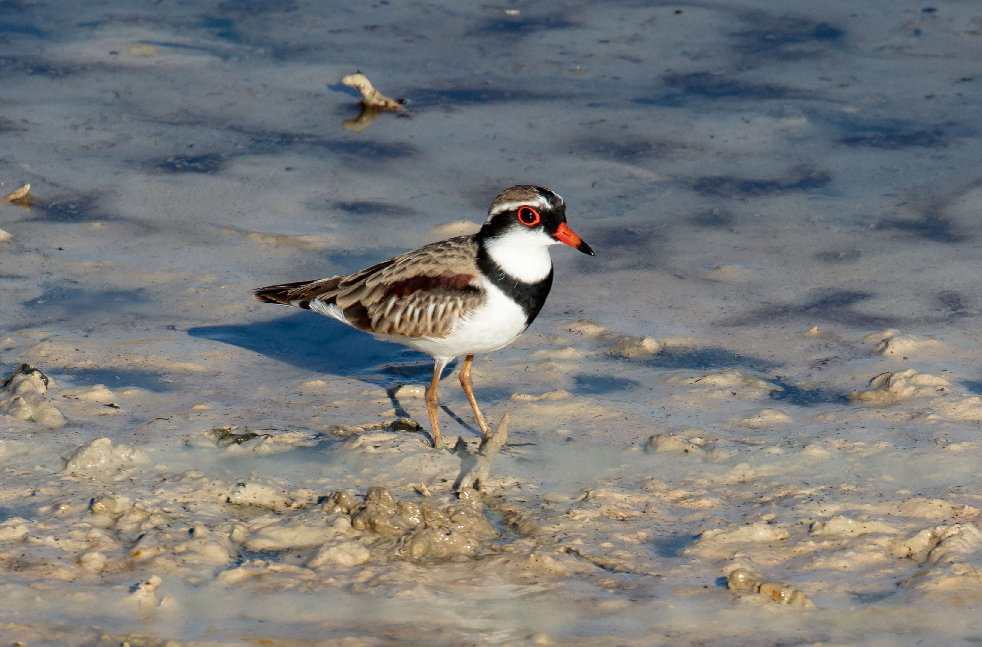 Black-fronted Dotterel