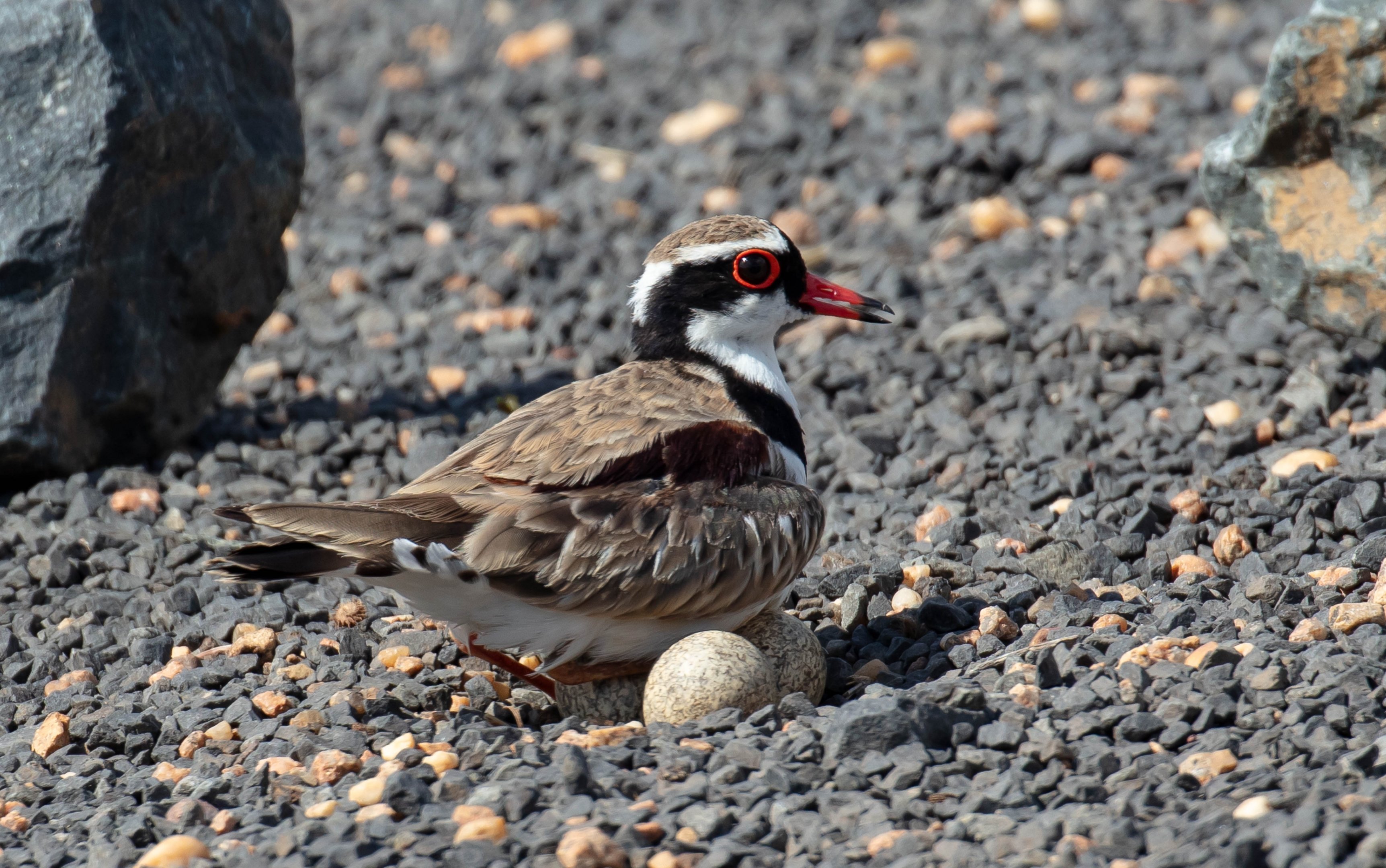 Black-fronted Dotterel
