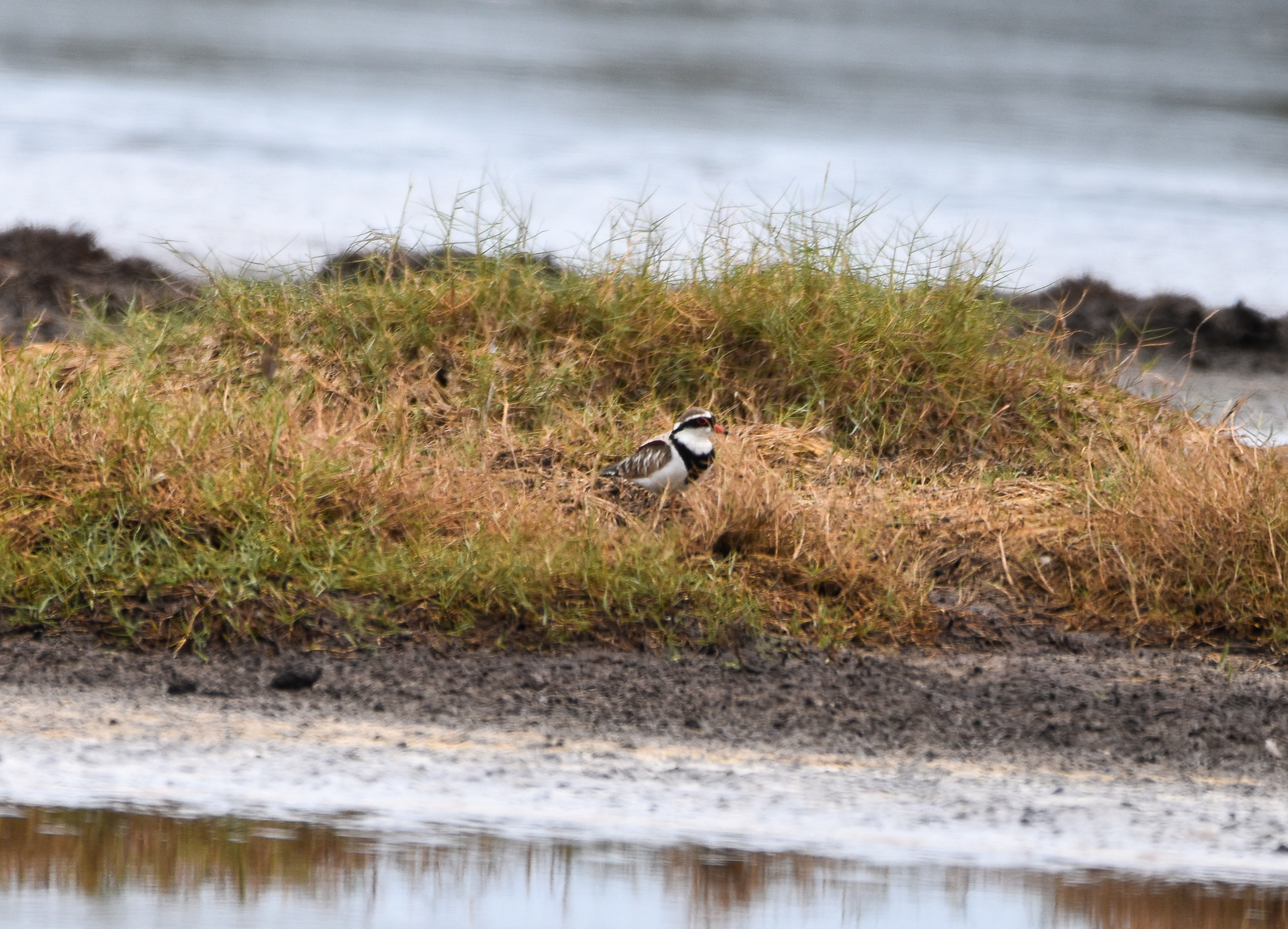 Black-fronted Dotterel