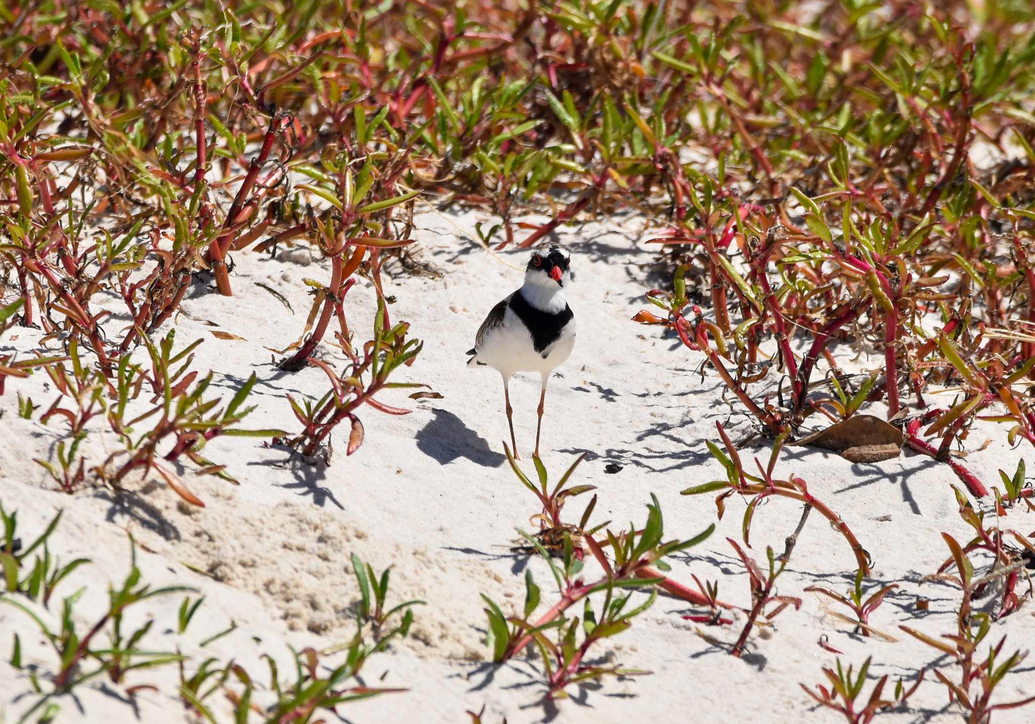 Black-fronted Dotterel