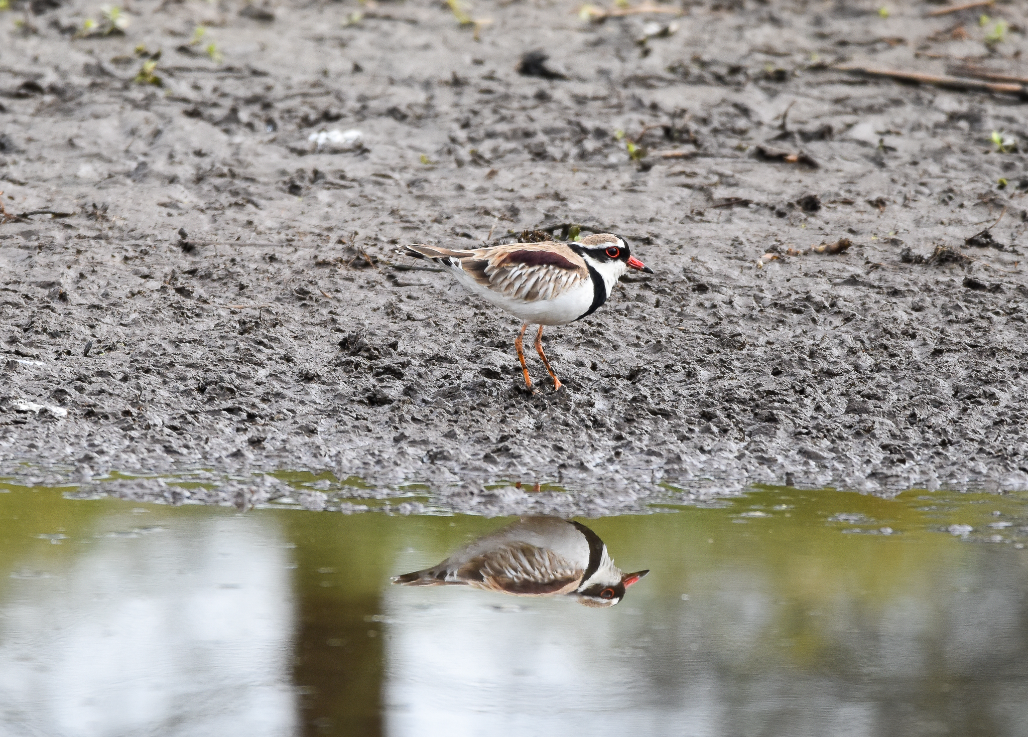 Black-fronted Dotterel