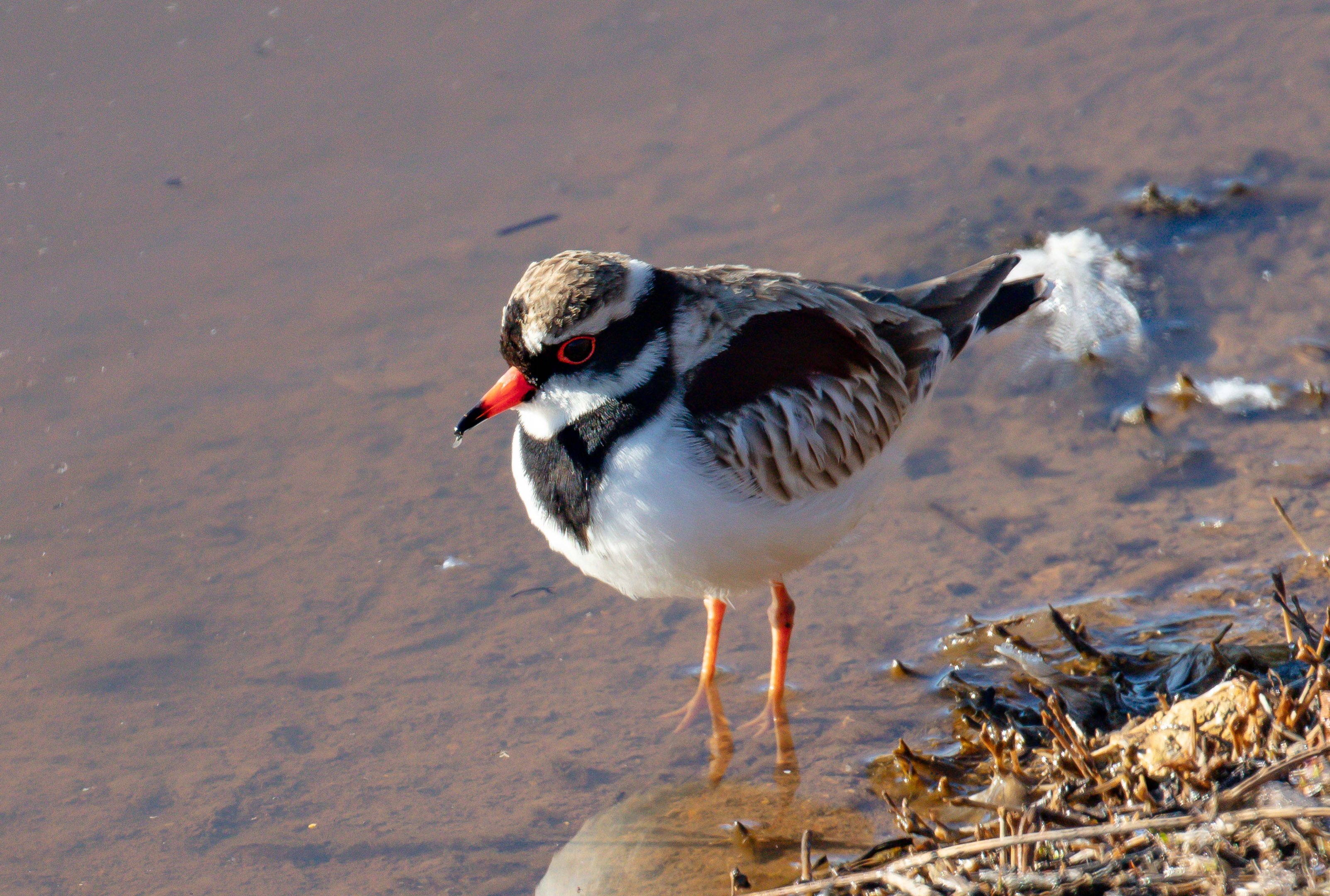 Black-fronted Dotterel