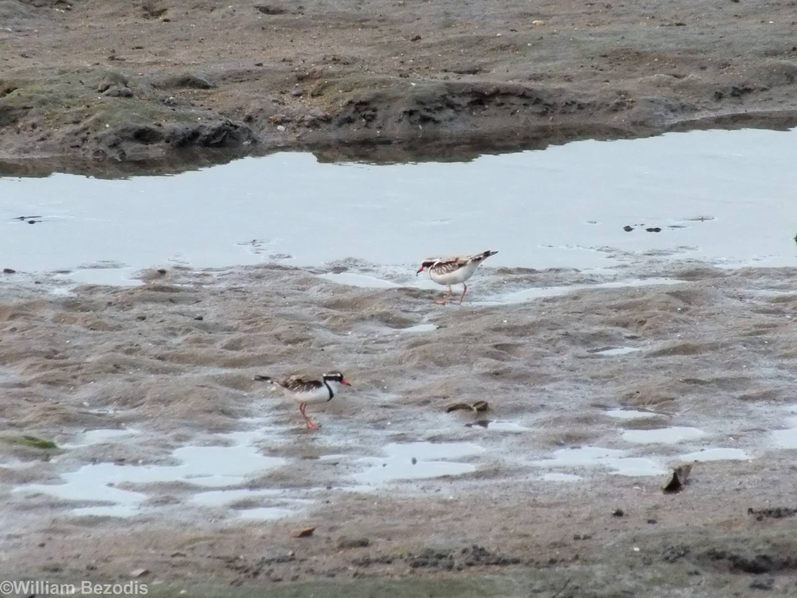 Black-fronted Dotterels
