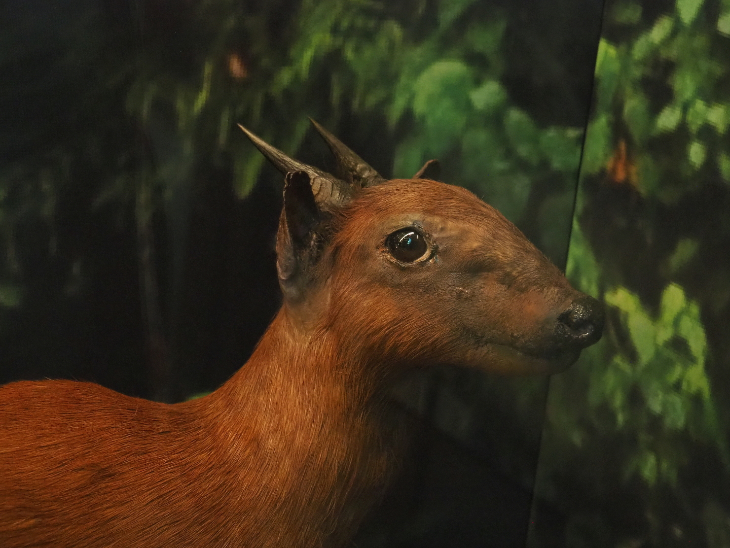 Black-fronted duiker (Cephalophus nigrifrons) specimen, 2021-10-20