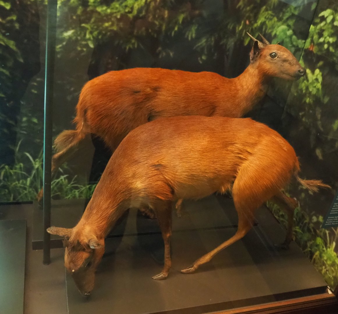 Black-fronted duiker (Cephalophus nigrifrons) specimens, 2021-10-20