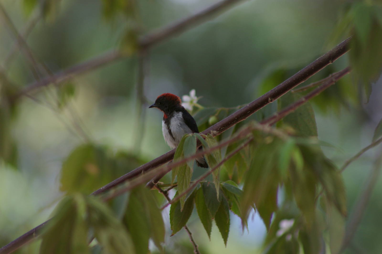 black-fronted flowerpecker (Dicaeum igniferum)