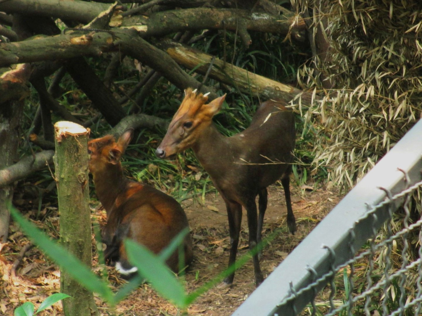 Black fronted Muntjac
