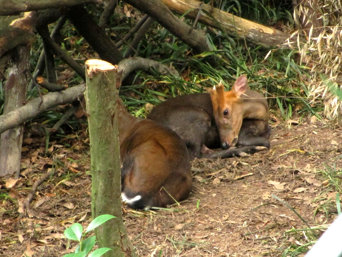 Black fronted Muntjac
