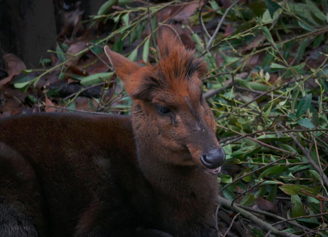 Black fronted Muntjac
