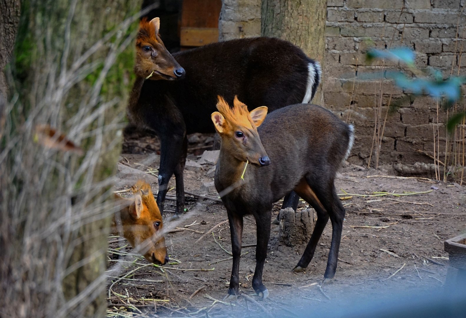 Black fronted Muntjac