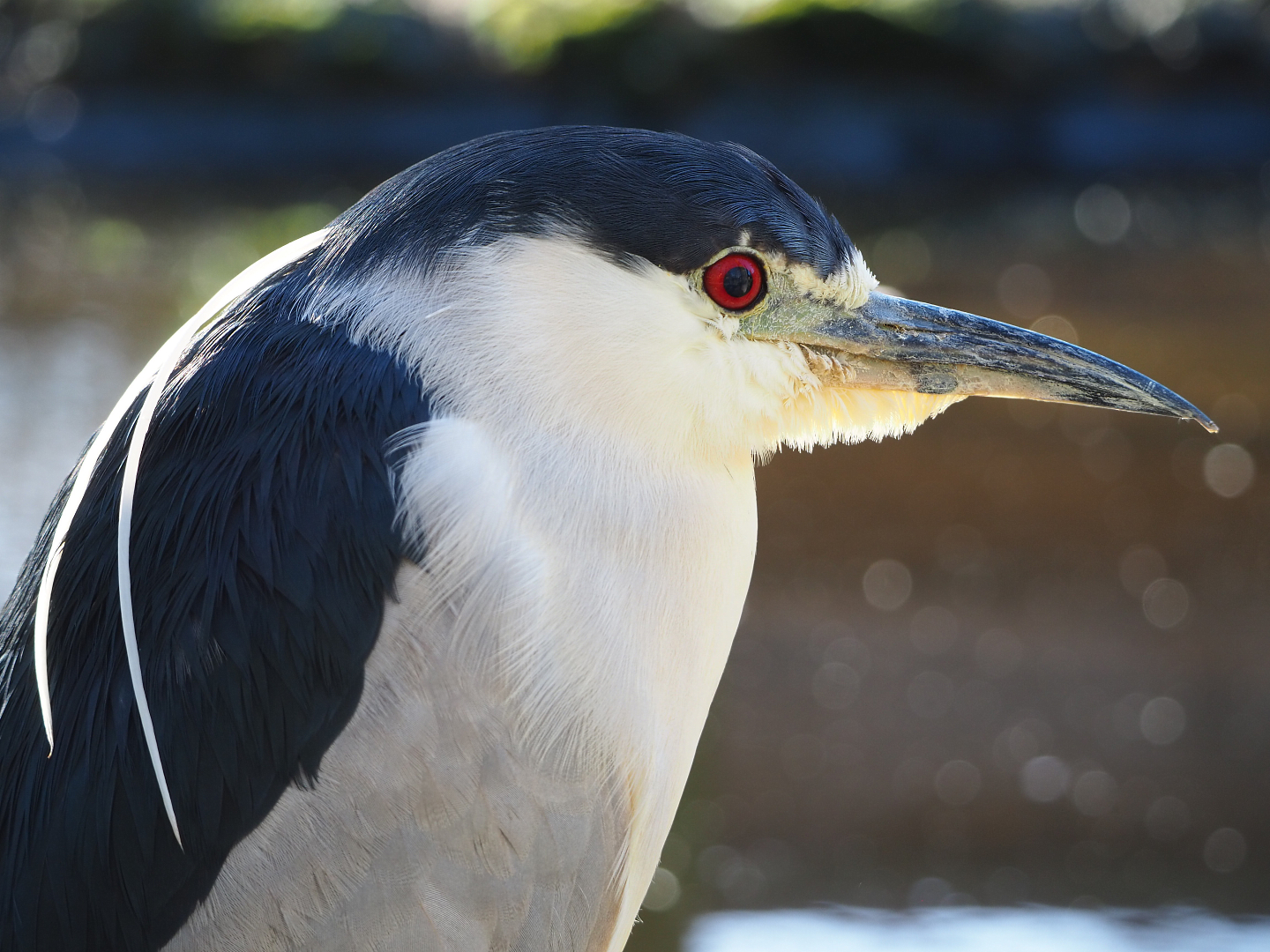Black-fronted night heron (Nycticorax nycticorax nycticorax), 2022-02-12
