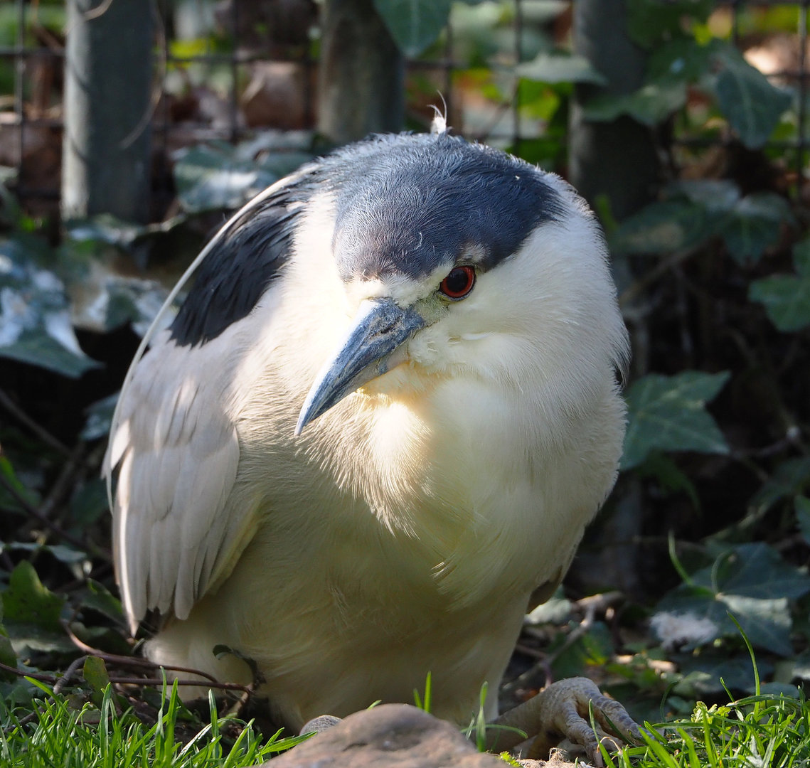 Black-fronted night heron (Nycticorax nycticorax nycticorax), 2022-04-12