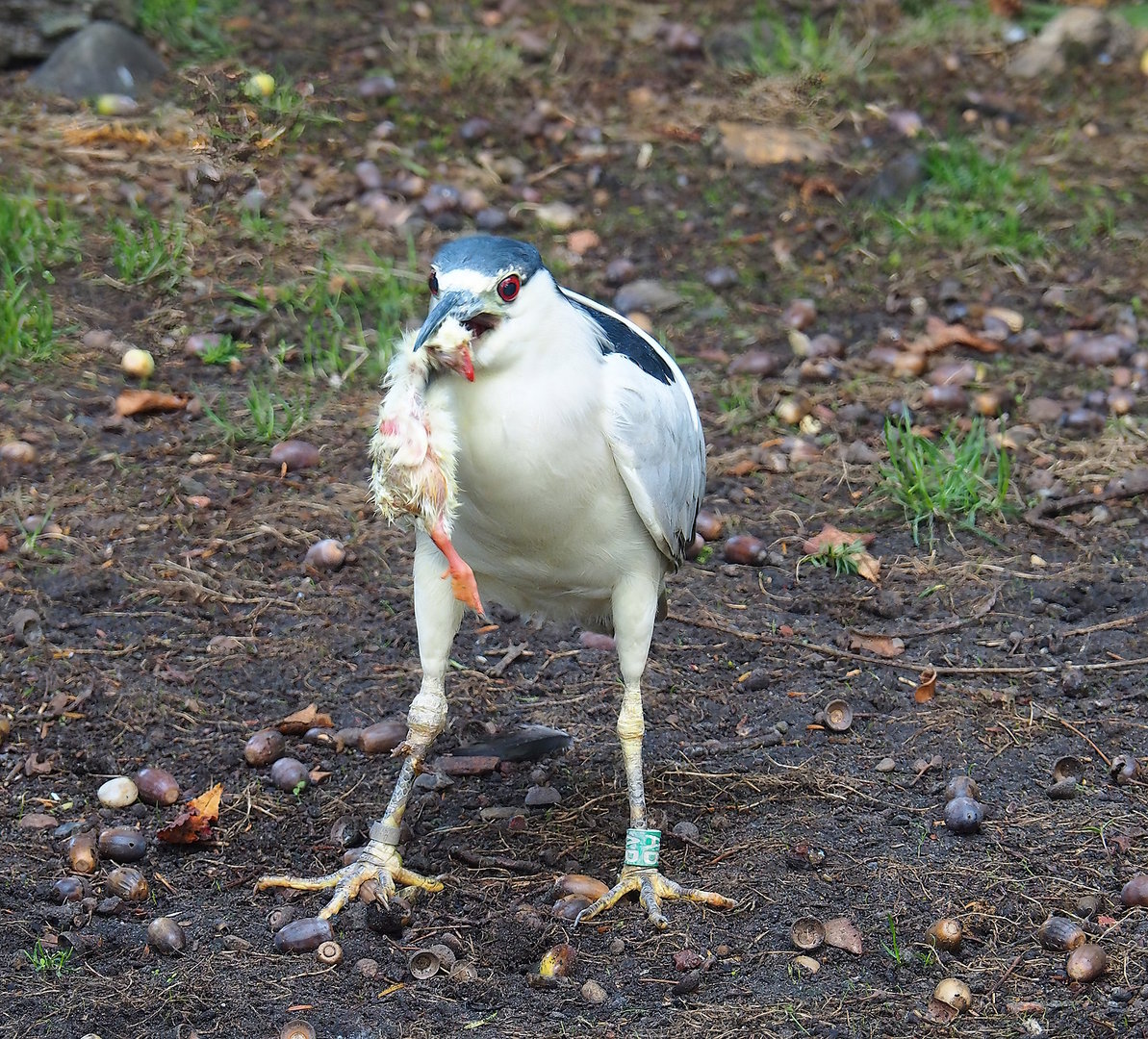 Black-fronted night heron (Nycticorax nycticorax nycticorax), 2022-09-12