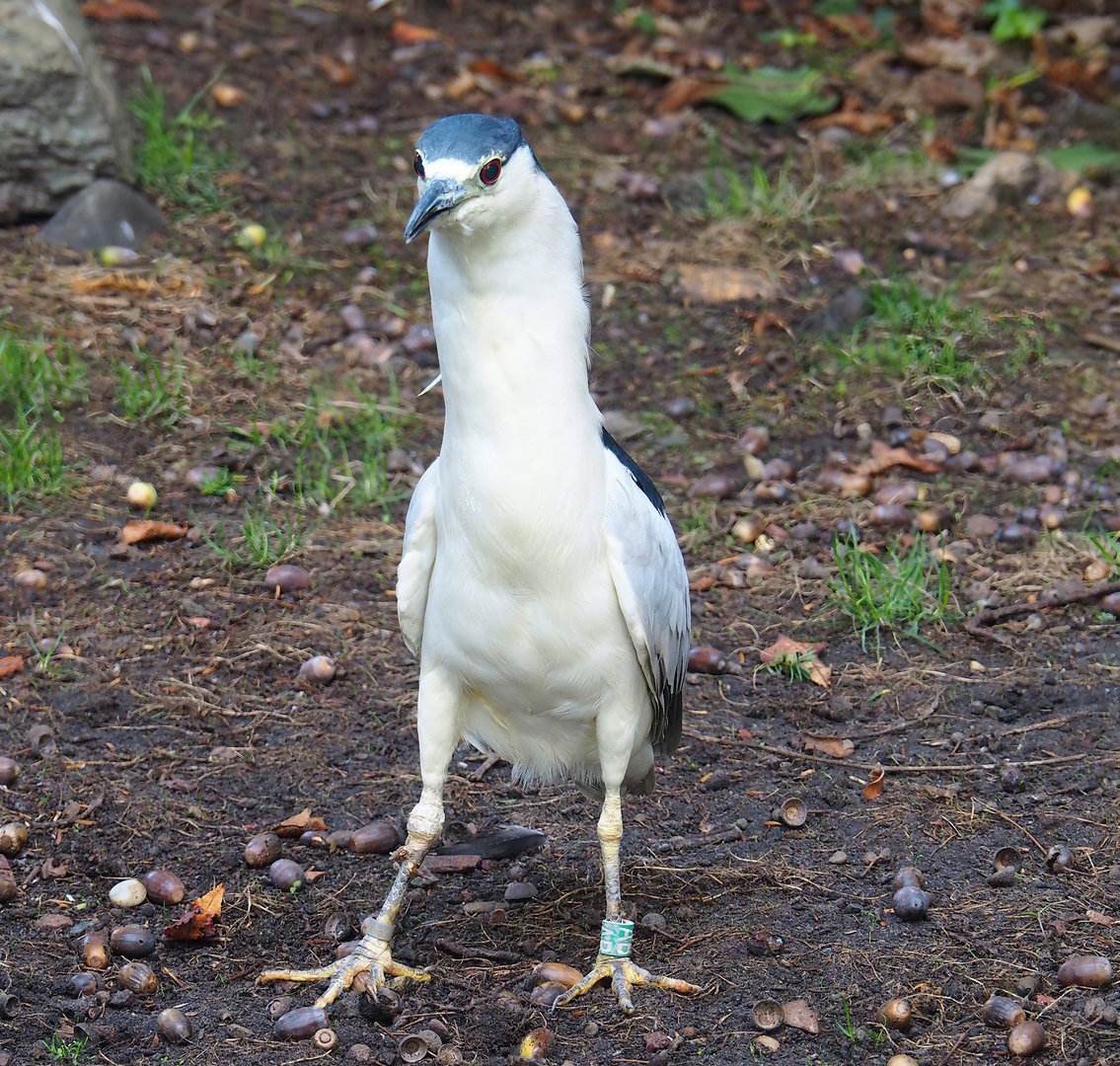 Black-fronted night heron (Nycticorax nycticorax nycticorax), 2022-09-12