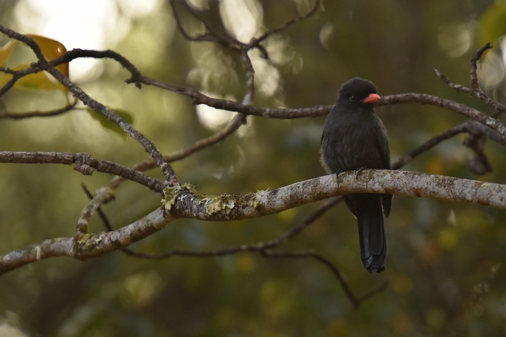 Black-fronted Nunbird (Monasa nigrifrons)
