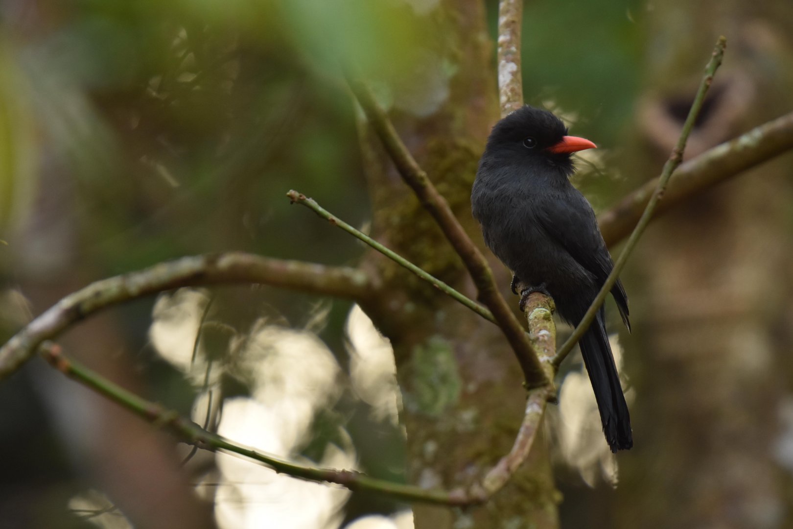 Black-fronted Nunbird (Monasa nigrifrons)