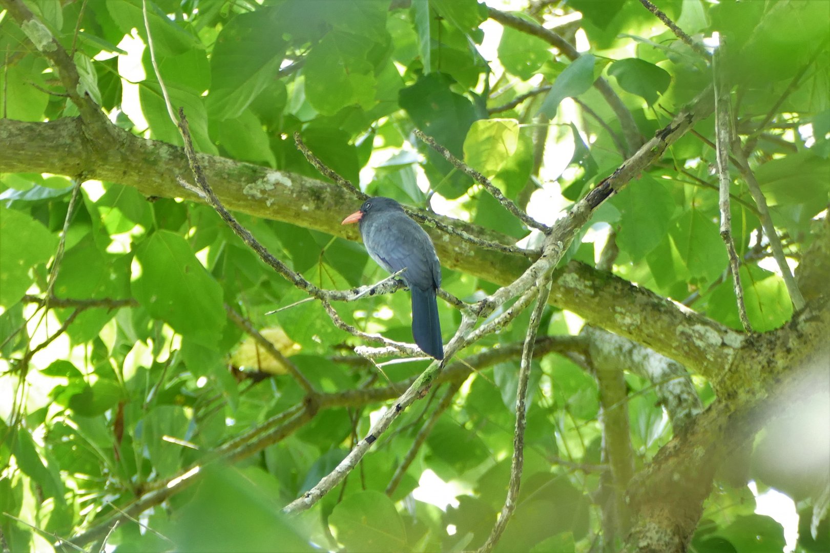 Black-fronted Nunbird