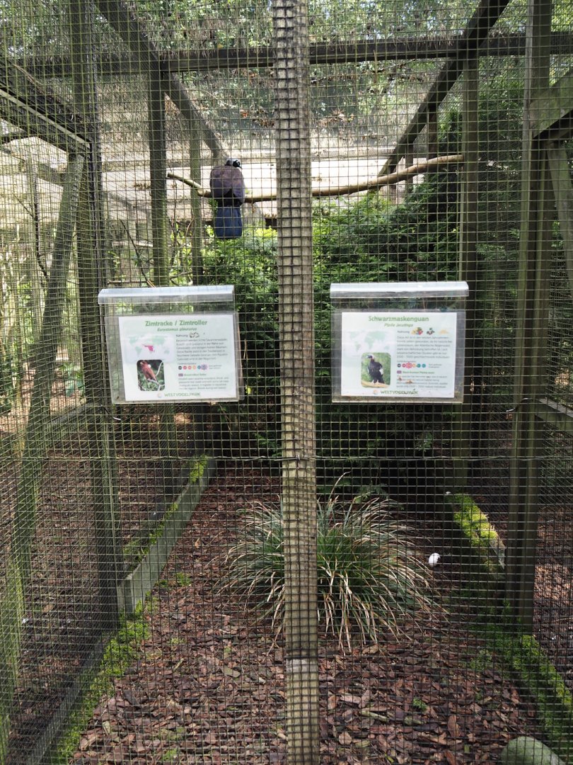 Black-fronted piping-guan and Broad-billed roller aviary, 2024-05-23