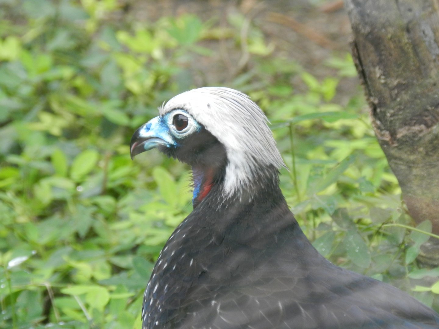 Black-fronted piping guan - BioParque do Rio