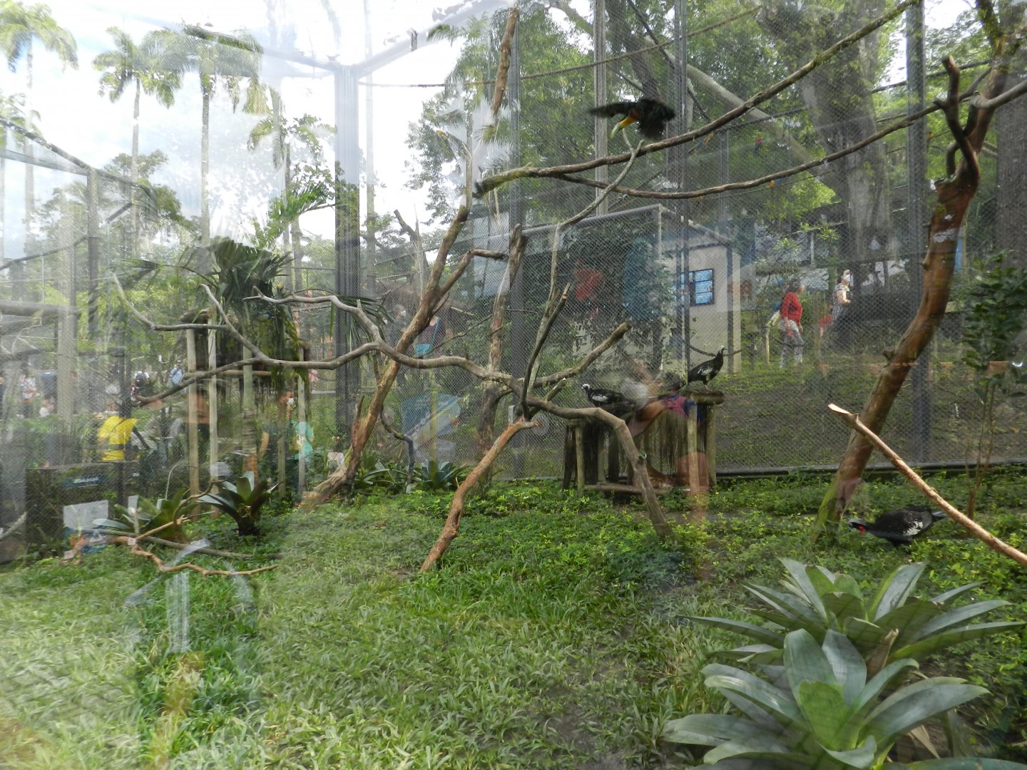 Black-fronted piping guan/Green-billed toucan/paca exhibit - BioParque do Rio