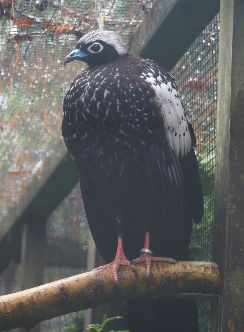 Black-fronted piping-guan (Pipile jacutinga), 2024-05-22