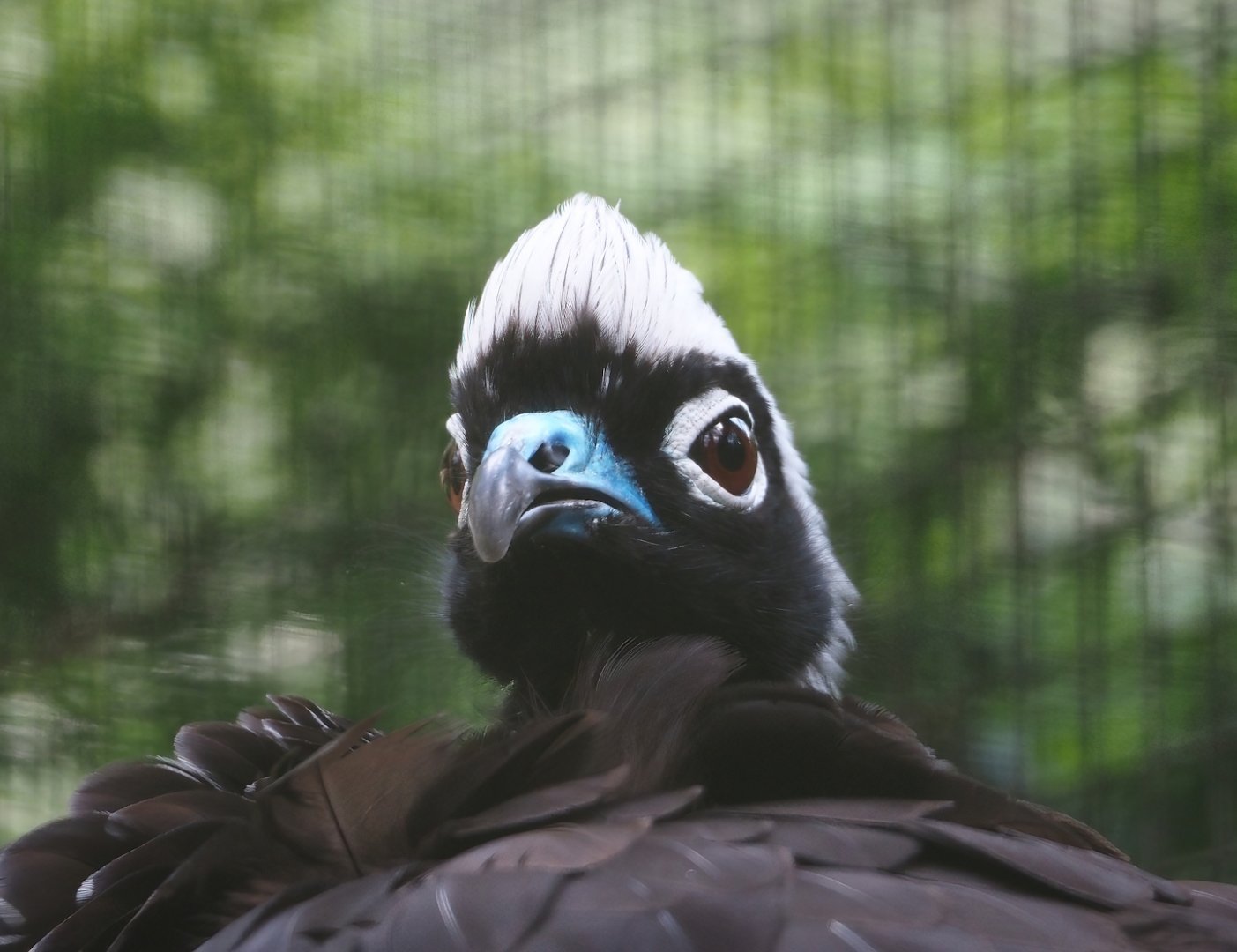 Black-fronted piping-guan (Pipile jacutinga), 2024-05-23