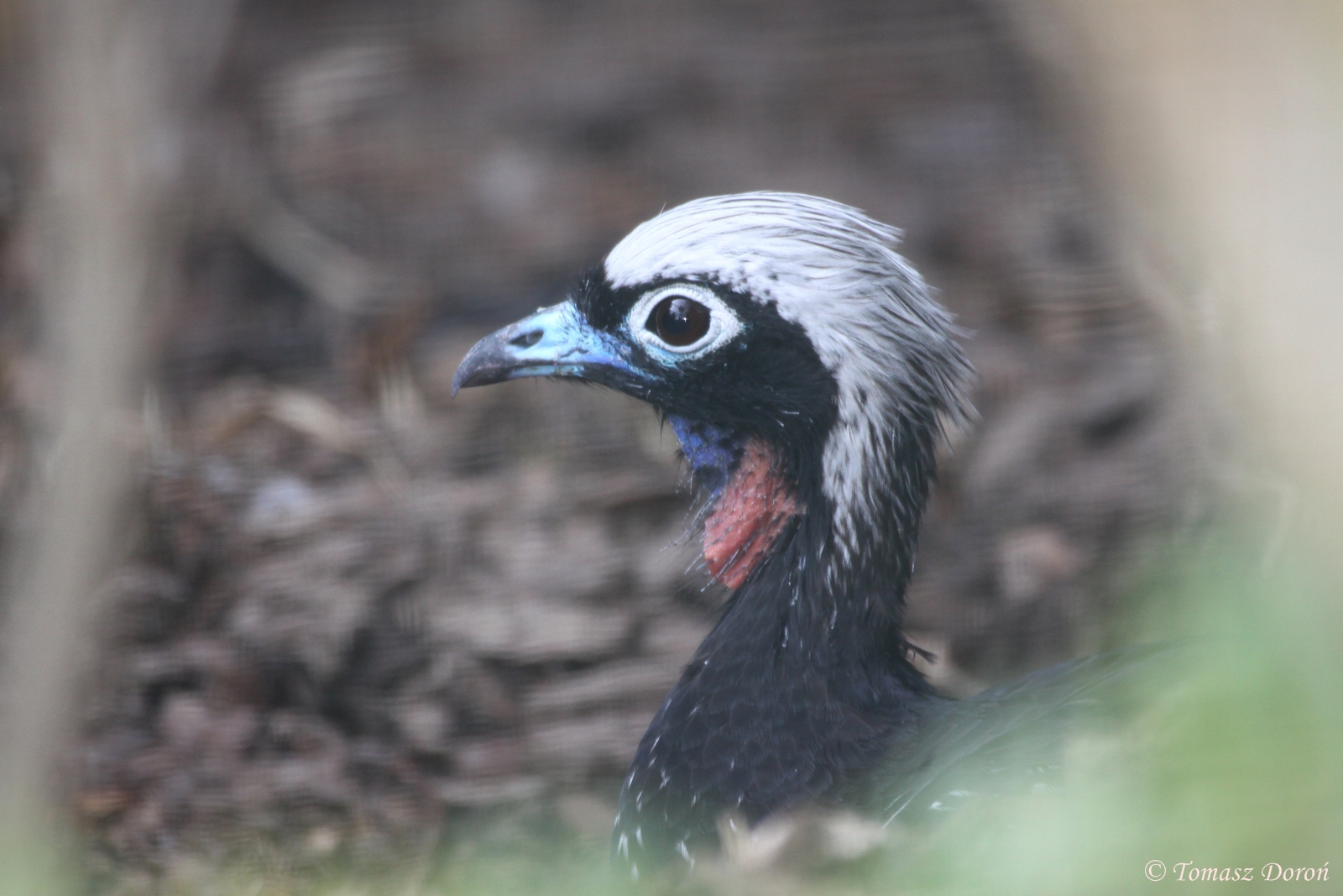 Black-fronted Piping-guan (Pipile jacutinga) July 2010