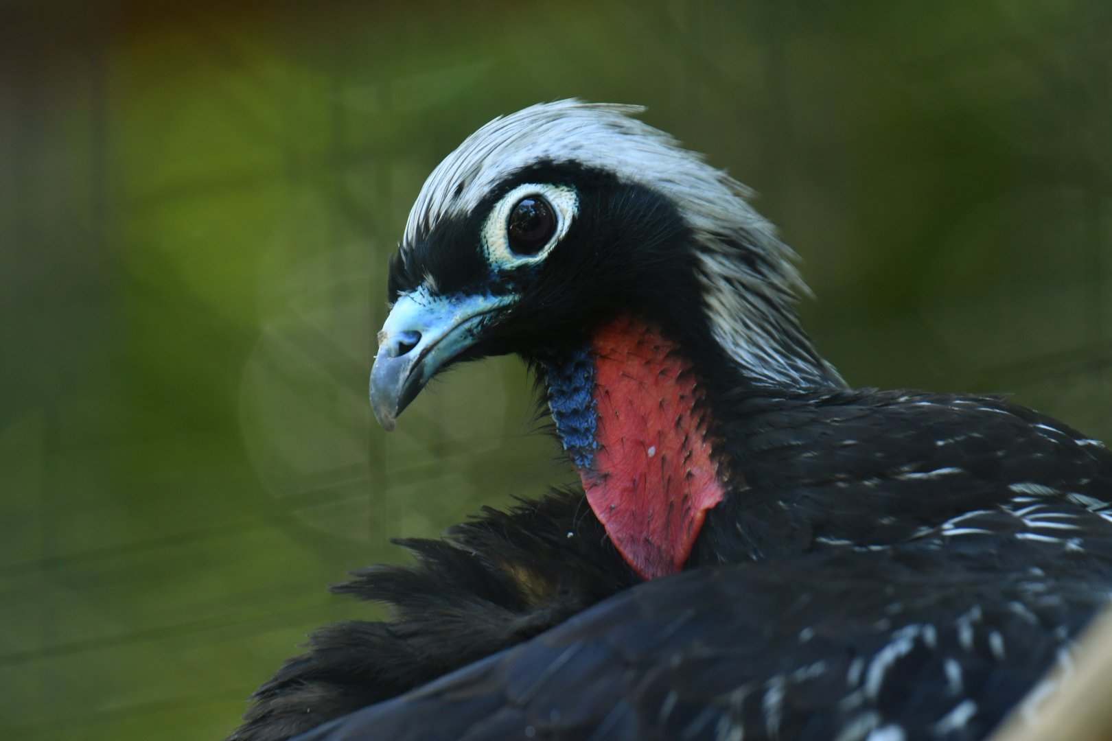 Black-fronted Piping-Guan Pipile jacutinga