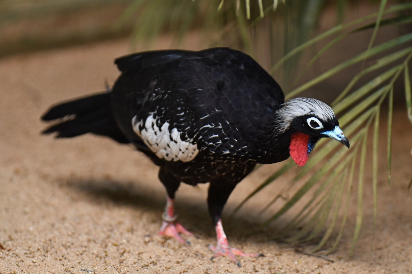 Black-fronted Piping-Guan Pipile jacutinga