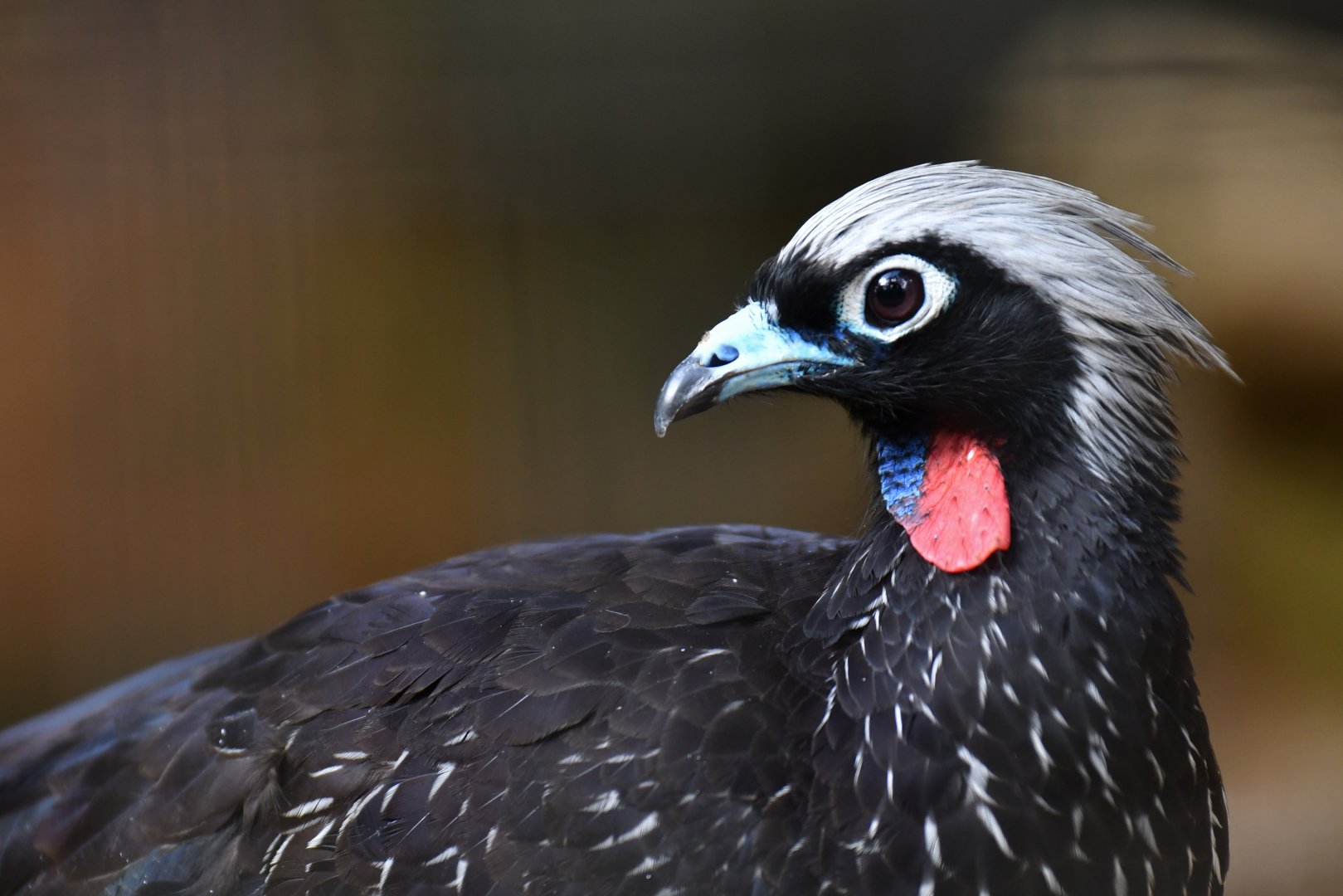 Black-fronted Piping-Guan Pipile jacutinga