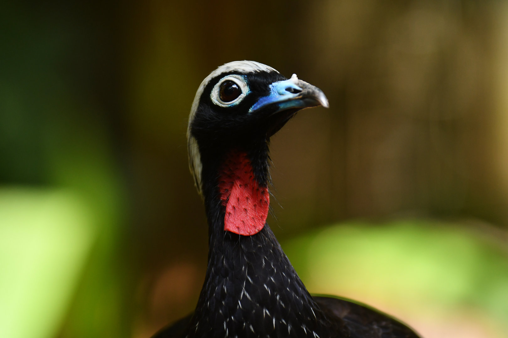 Black-fronted Piping-Guan Pipile jacutinga