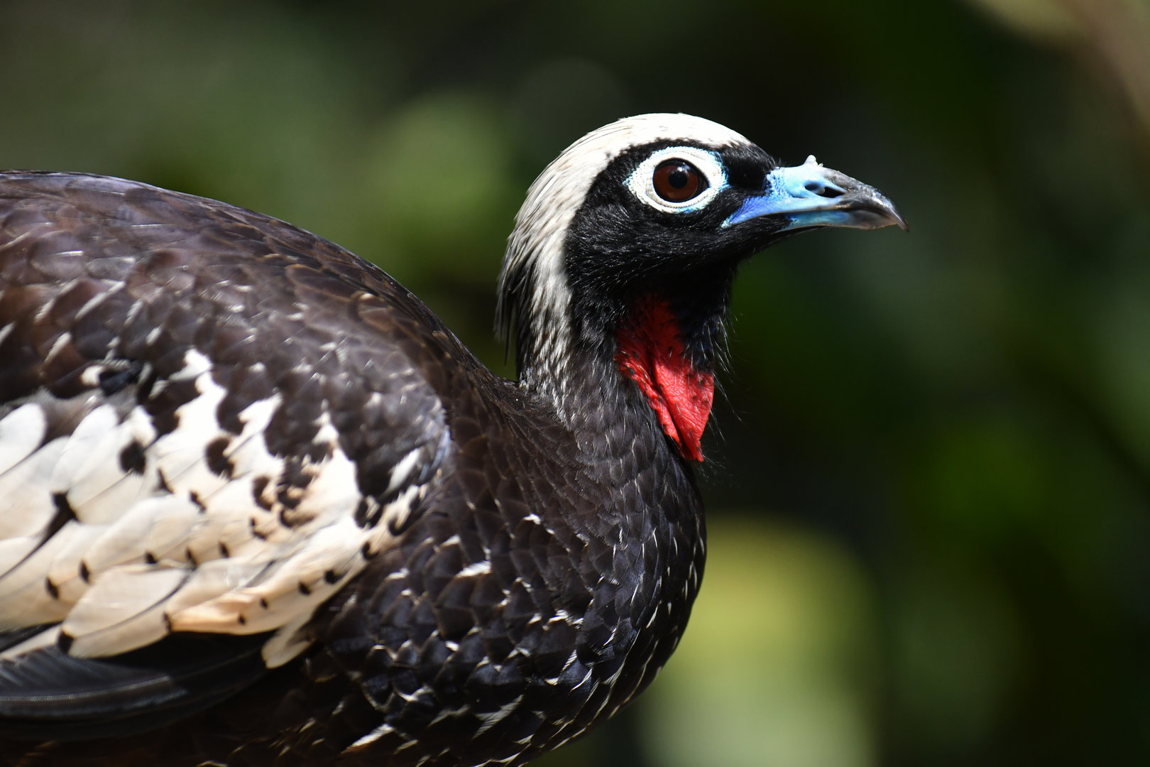Black-fronted Piping-Guan Pipile jacutinga