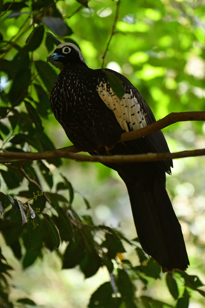 Black-fronted Piping-Guan Pipile jacutinga