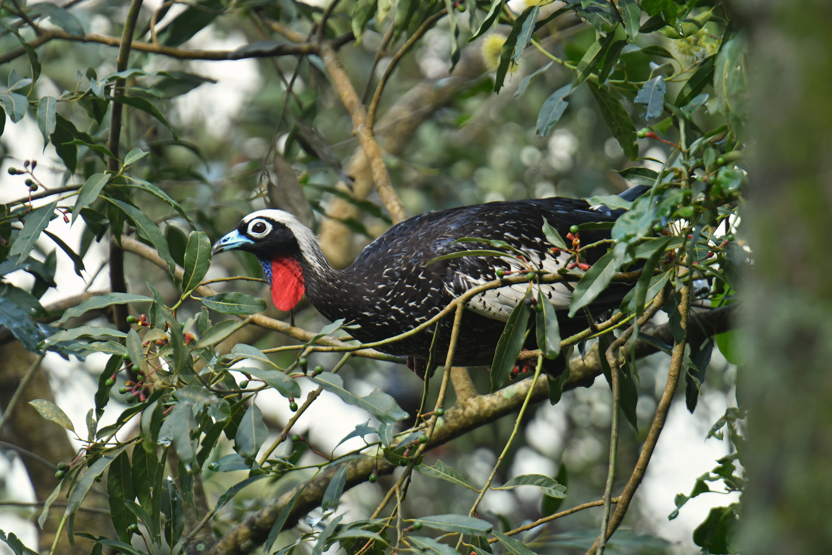 Black-fronted Piping-Guan Pipile jacutinga