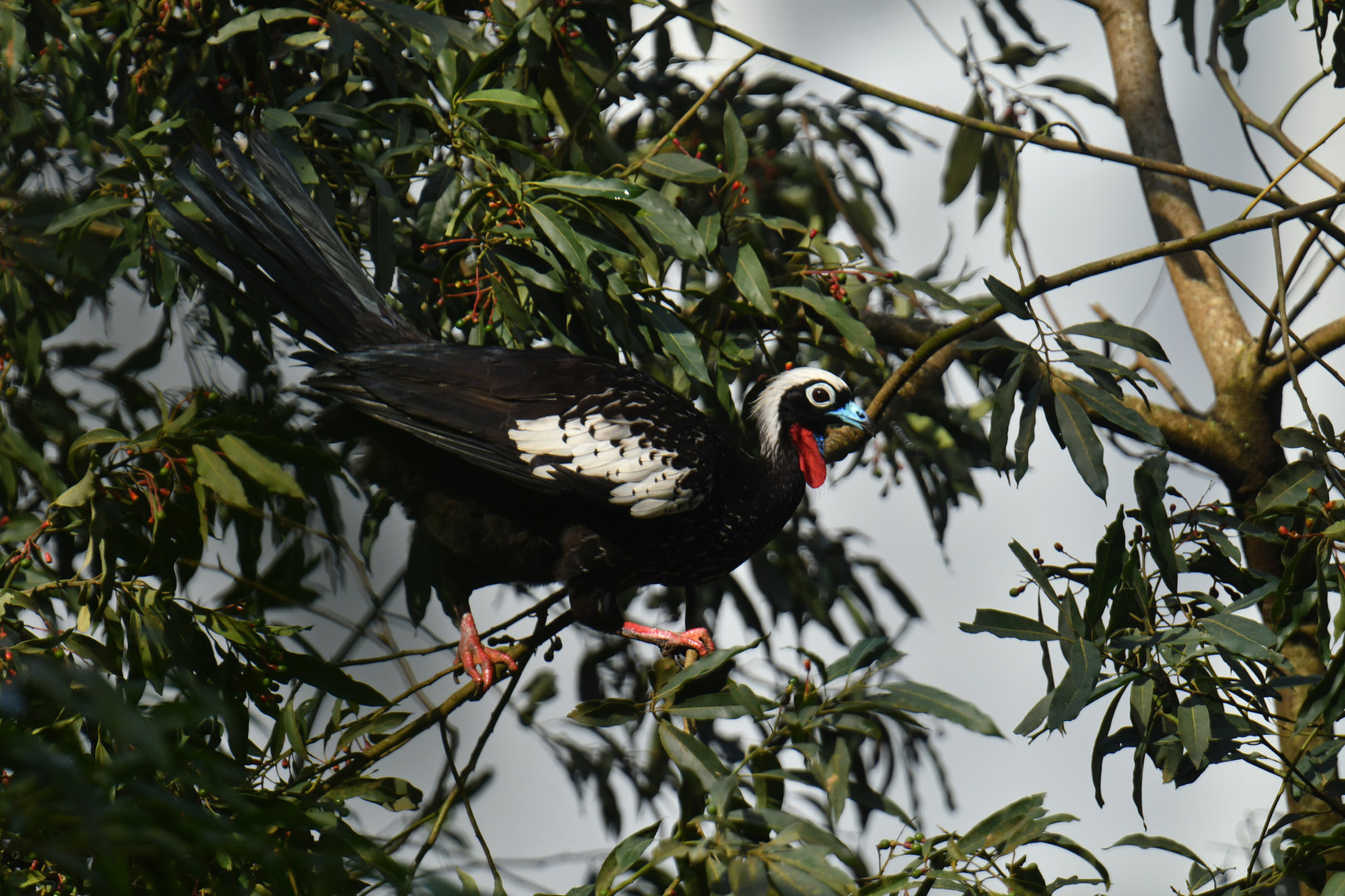 Black-fronted Piping-Guan Pipile jacutinga